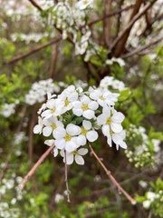 Spiraea thunbergii
