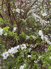 Spiraea thunbergii