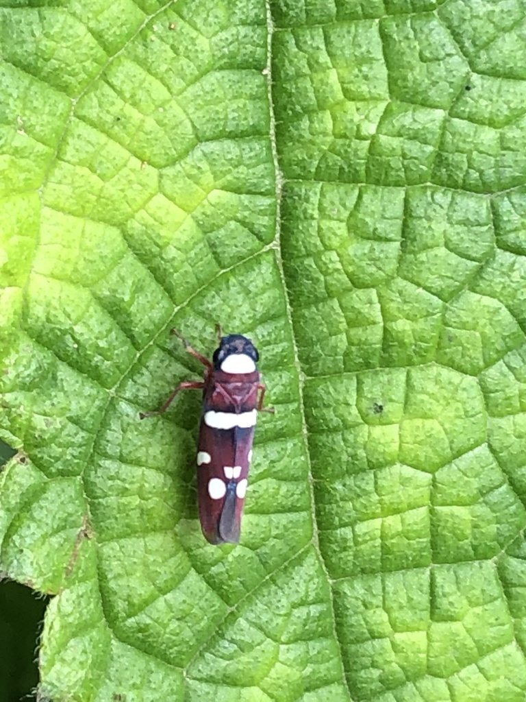 Erythrogonia triplicula