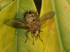 Dejeania bombylans