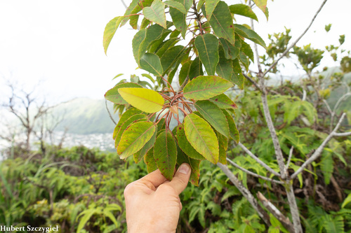 Elaeocarpus bifidus