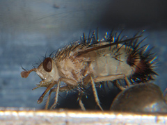 Dejeania bombylans