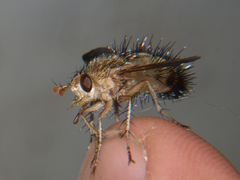 Dejeania bombylans