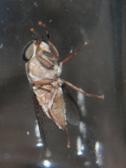 Tabanus ustus