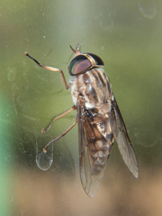Tabanus ustus