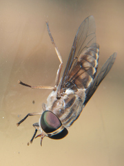 Tabanus ustus