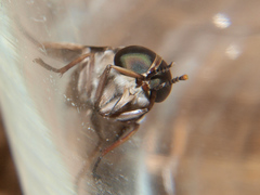 Tabanus ustus
