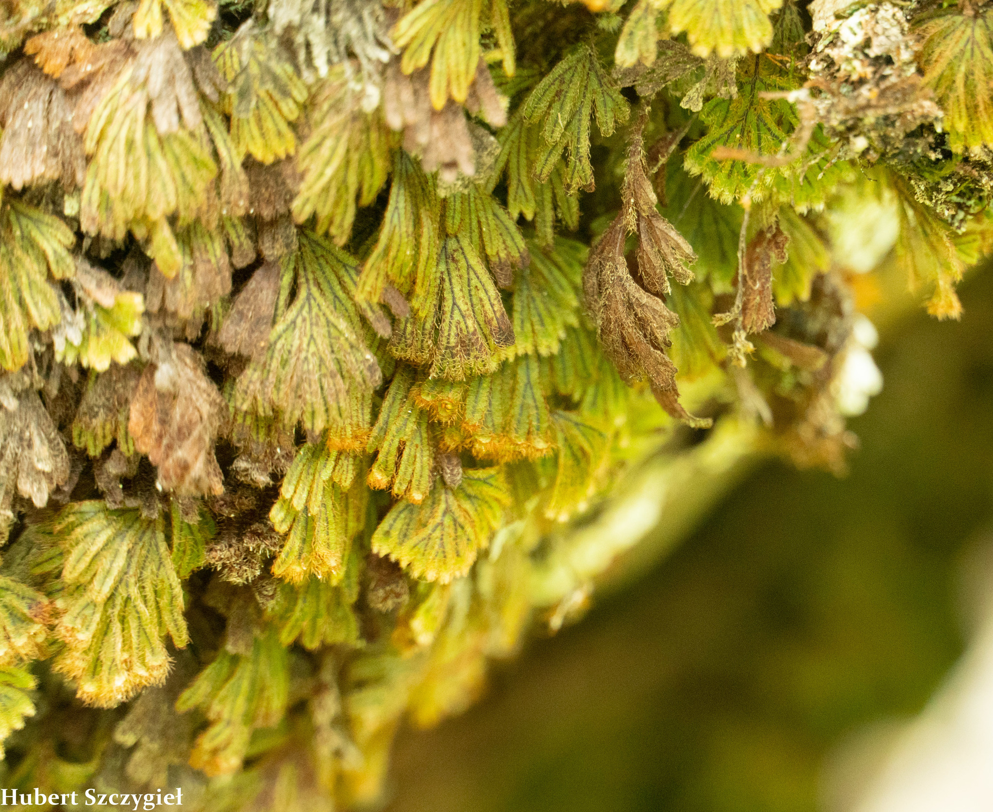 Hymenophyllum obtusum
