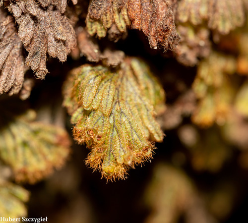 Hymenophyllum obtusum