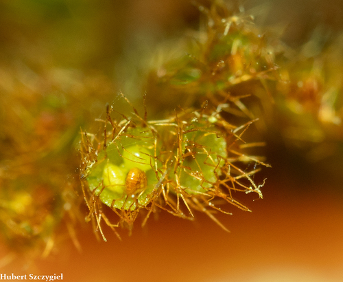 Hymenophyllum obtusum
