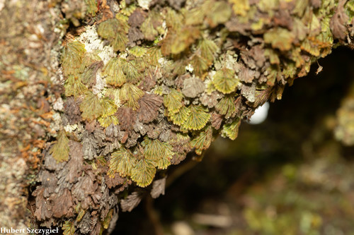 Hymenophyllum obtusum