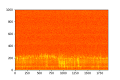 Tadarida brasiliensis