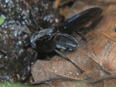 Hermya
