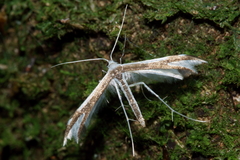 Pterophorus furcatalis