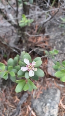 Leptospermum grandiflorum