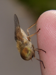 Atylotus latistriatus