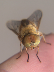 Atylotus latistriatus