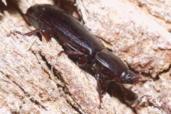 Uloma tenebrionoides