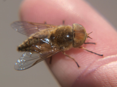 Atylotus latistriatus