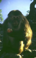 Macaca thibetana