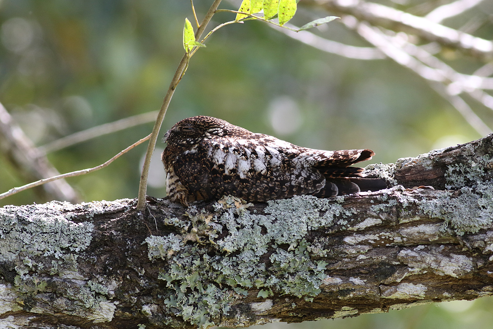 Short-tailed Nighthawks