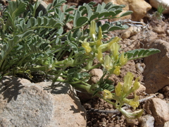 Astragalus iodanthus iodanthus