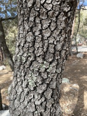 Quercus hypoleucoides