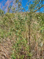 Cliffortia strobilifera