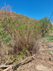 Cliffortia strobilifera