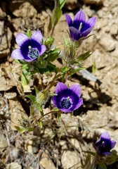 Campanula reuteriana
