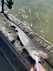 Notorynchus cepedianus