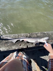 Notorynchus cepedianus