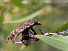 Tortricopsis euryphanella