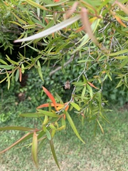 Tortricopsis euryphanella