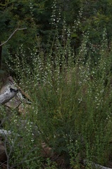 Teucrium corymbosum
