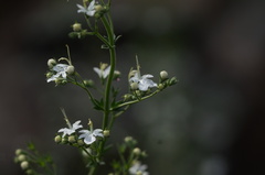 Teucrium corymbosum