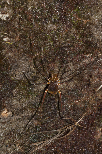 Cranaidae