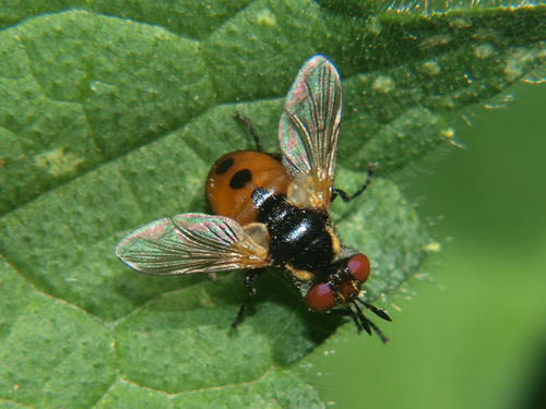 Ladybird Fly