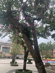 Bauhinia × blakeana