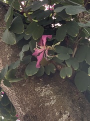 Bauhinia × blakeana