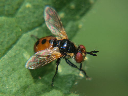 Ladybird Fly
