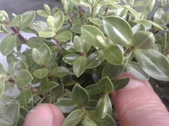 Veronica decumbens