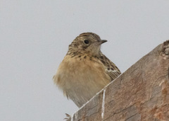 Anthus bogotensis