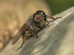 Tabanus bromius