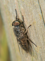 Tabanus bromius