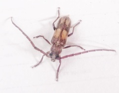 Crinarnoldius maculatus