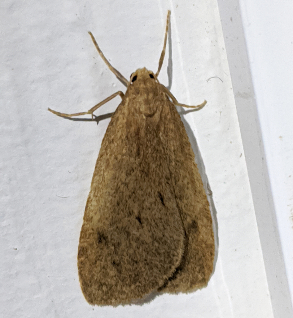 Threnosia hypopolia