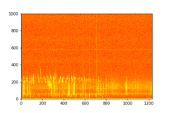Tadarida brasiliensis