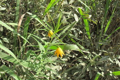 Gloriosa modesta