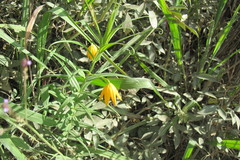 Gloriosa modesta